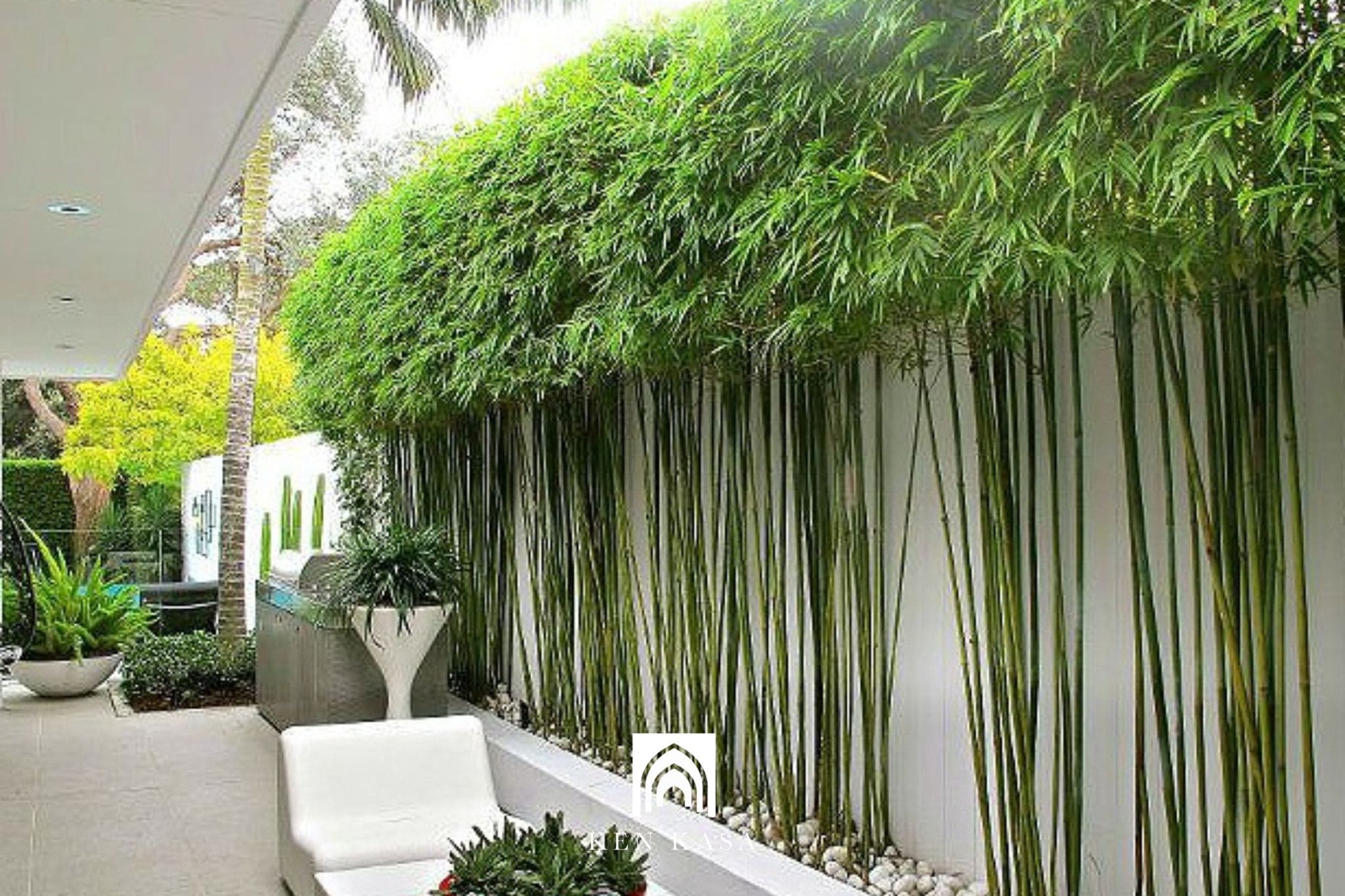 C&acirc;y tre, tr&uacute;c